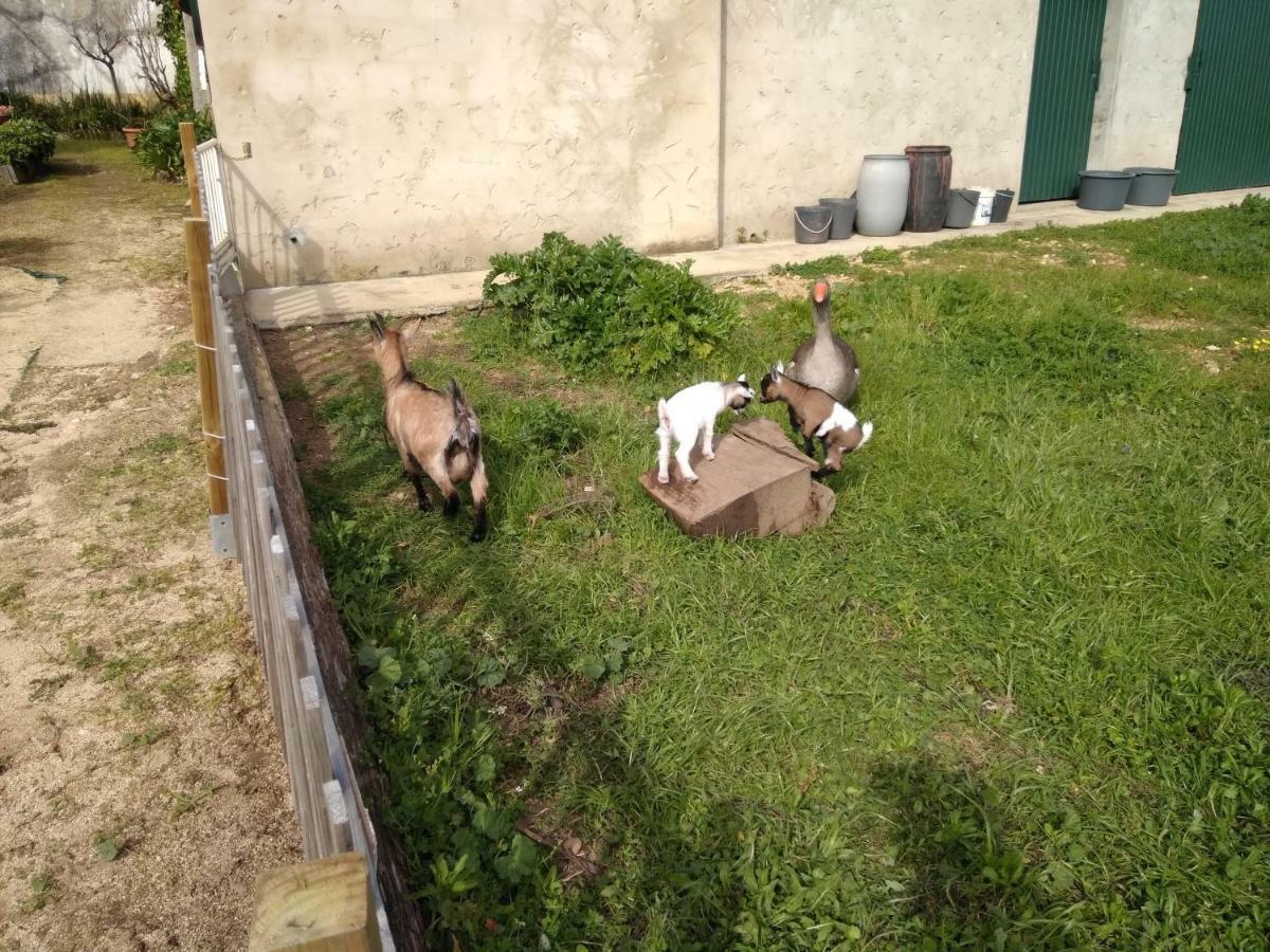 Quinta Da Mesa Villa Macinhata do Vouga ภายนอก รูปภาพ
